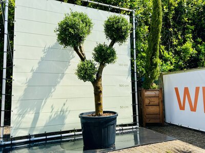 Olivenbaum Olea Europaea - Mehrere Kugelformen