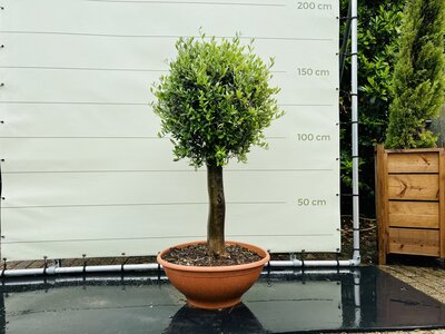 Olivenbaum - mit glattem, kugelförmigem Stamm