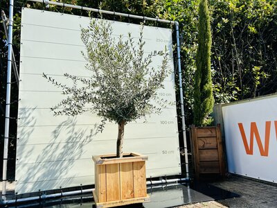 Olivenbaum Olea Europaea - Im Kübel 60x60