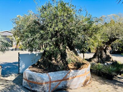 Olea Europea - Olivenbaum bonsai