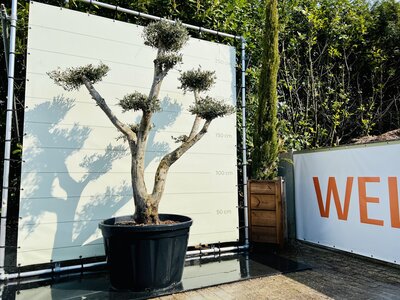 Olivenbaum Pon Pon - Olea Europaea