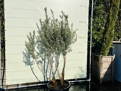 Olivenbaum mit mehreren Stämmen - Olea Europaea - Höhe 200 cm Olivenbaum mit mehreren Stämmen - Olea Europaea - Höhe 200 cm