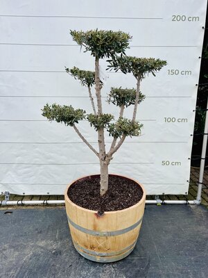 Olea Europaea - Olivenbaum