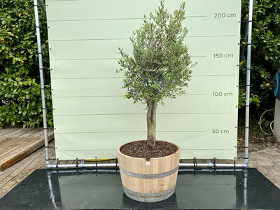 Olea Europea - Olivenbaum, Stammumfang 20-40 cm im halben Weinfass Olea Europea - Olivenbaum, Stammumfang 20-40 cm im halben Weinfass