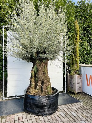Olea Europea - Olivenbaum bonsai