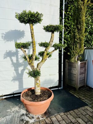 Olivenbaum pon pon - Olea Europaea