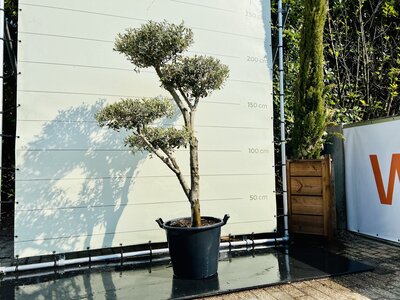 Olivenbaum Pon Pon - Olea Europaea