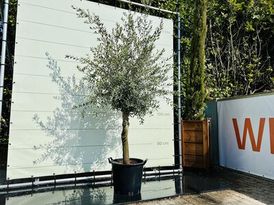 Olivenbaum - Olea Europaea