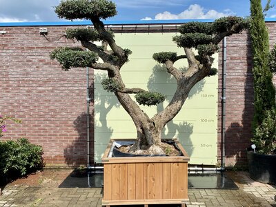 Olea Europaea - Olivenbaum-Pon-pon