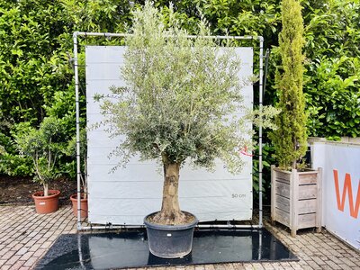 Olea Europaea - Olivenbaum mit glatter stamm