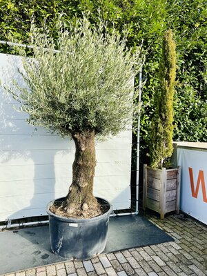 Olivenbaum - bonsai