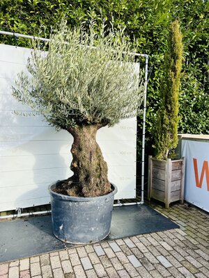 Olea Europea - Olivenbaum bonsai