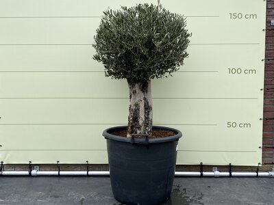 Olea Europaea - Olivenbaum Kugel auf Stamm Olea Europaea - Olivenbaum Kugel auf Stamm