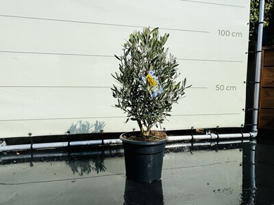 Olivenbaum - Olea Europaea Strauchförmig