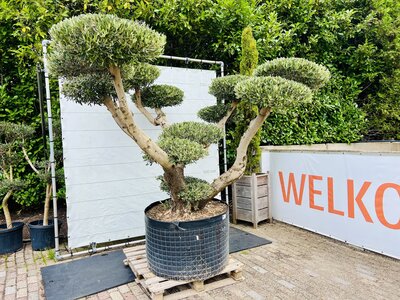 Olivenbaum Pon Pon - Olea Europaea