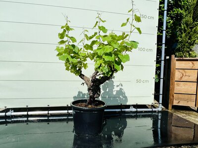 Weinrebe - Auf altem Stamm - Höhe ca. 100 cm