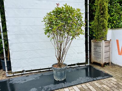 Photinia - Mehrstämmig - 220 cm
