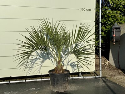 Gelee-Palme - Butia Capitata - Stammhöhe 15-20 cm