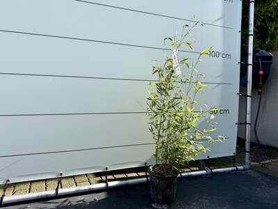 Bambus Aurea – Höhe 60–100 cm