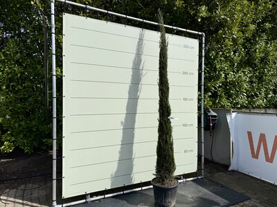 Cupressus Sempervirens Stricta - Italienische Zypresse - Höhe 300 cm