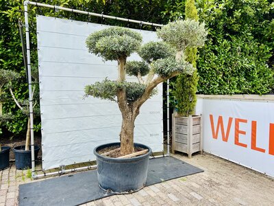 Olivenbaum Pon Pon - Olea Europaea