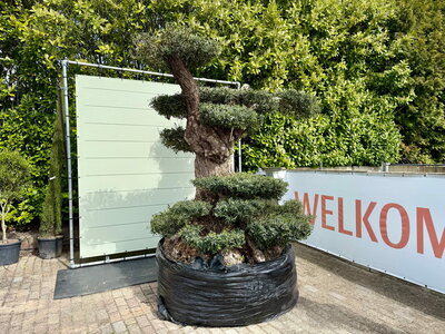 Olivenbaum Pon Pon - Olea Europea