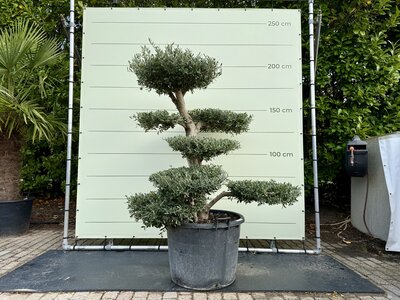 Olivenbaum pon pon - Olea Europaea