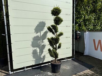 Cupressocyparis Leylandii - Pon Pon