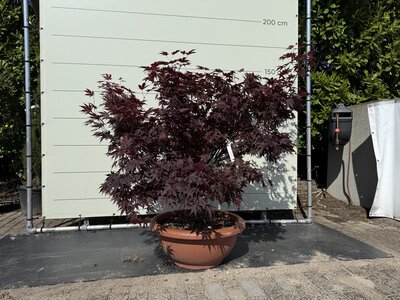 Acer Palmatum Atropurpureum Parachute