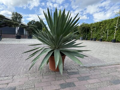 Yucca Gloriosa - ca. 100 cm