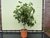 vijgenboom stamomvang 12/14cm, 140cm donkere vijg