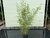 Phyllostachys Aurea - Bambus Aurea. Hohe 175 cm