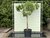 Vijgenboom - 250cm, stamomvang 30-40 cm met zoete donkere vijg