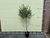 Olijfboom bol op stam - Stamomvang 6-8cm