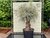 Olea Europea - Olivenbaum bonsai Stammumfang 100 - 120 cm