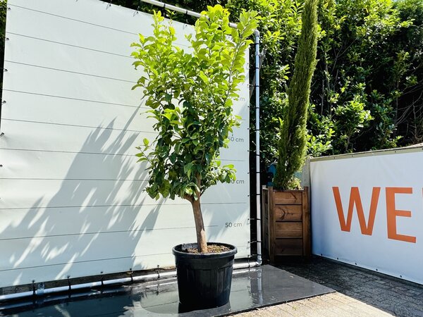 Zitrusbaum - Zitronenbaum ca. 250 cm