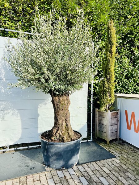 Olea Europea - Olivenbaum bonsai