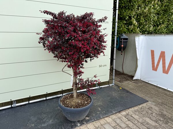 Loropetalum Chinense ‘Black Pearl’ - Chinesischer Fransenstrauch ca. 150 cm 