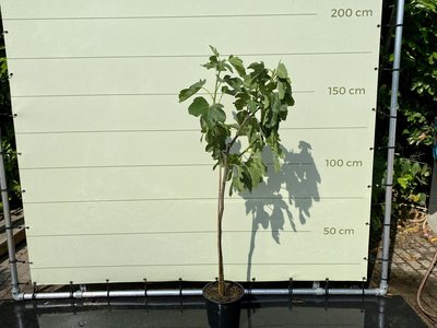 Vijgenboom - Ficus Carica 200cm, zoete donkere vijg