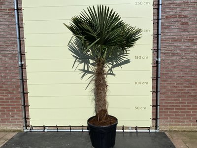 trachycarpus fortunei 100 - 120cm stamhoogte