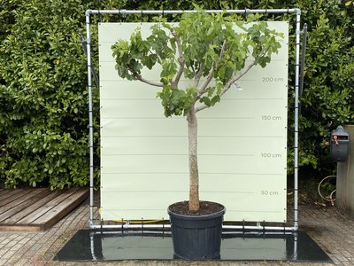 Vijgenboom stamomvang 30/40cm, zoete groene vijg. 250cm