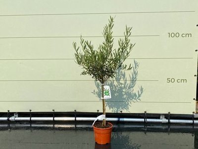 Olea Europea - Olivenbaum mit glattem Stamm, Stammumfang 4 - 6 cm
