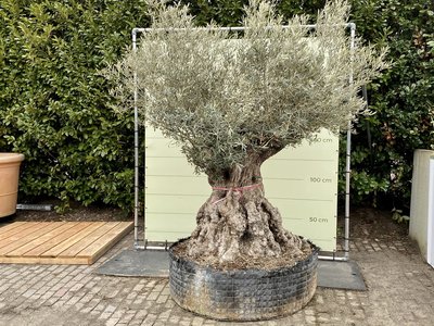 olijfboom stamomvang 180 - 230cm