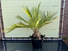 Kategorie <b>Exotische / Mediterrane Pflanzen </b> - Jubaea Chilensis Stammhöhe 25 cm