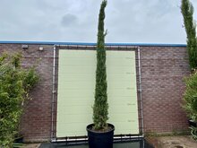 Kategorie <b>Exotische / Mediterrane Pflanzen </b> - Mittelmeerzypresse Totem 450 cm