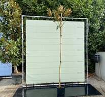 Kategorie <b>Exotische / Mediterrane Pflanzen </b> - Magnolia Grandiflora Gallisoniensis - Hochstamm - Höhe 250-300 cm
