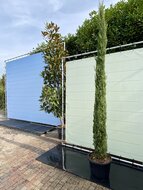 Kategorie <b>Exotische / Mediterrane Pflanzen </b> - Cupressus Sempervirens Stricta - Italienische Zypresse - Höhe 300 cm