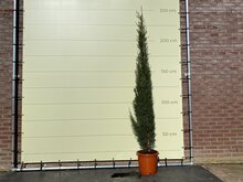 Kategorie <b>Exotische / Mediterrane Pflanzen </b> - Mittelmeerzypresse Totem 250 cm
