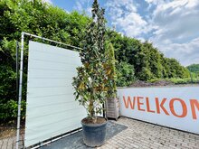 Kategorie <b>Exotische / Mediterrane Pflanzen </b> - Magnolia Grandiflora Gallisoniensis - Höhe 400 cm