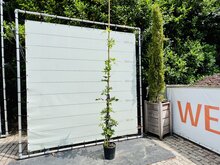 Kategorie <b>Exotische / Mediterrane Pflanzen </b> - Blauregen - Glyzinie